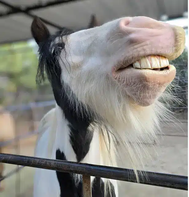 Black and White Horse Black and White Horse